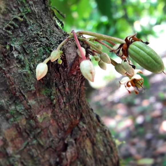 El cacao a través de su crecimiento